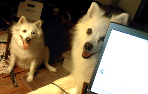 Sasha - American Eskimo Dog