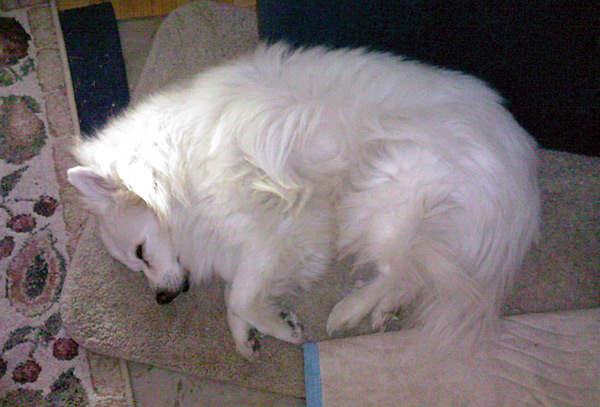 Sasha - American Eskimo Dog