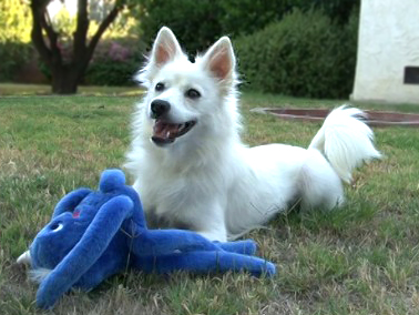 Adopt an American Eskimo!