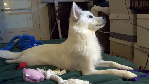 American Eskimo Dog