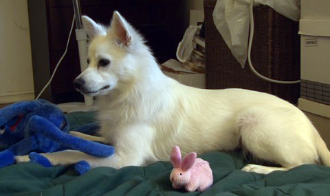 American Eskimo Dog