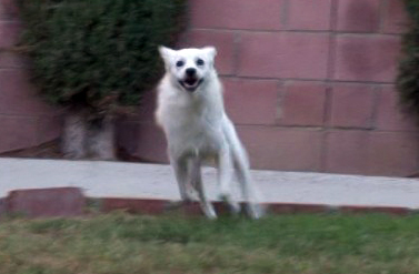 American Eskimo Heidi