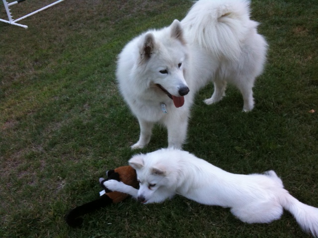 Heidi and Kia playing by the agility gear